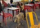 Kashika Kapoor Speaks Up for Stray Dogs: "They Only Need Love, Food, and Protection