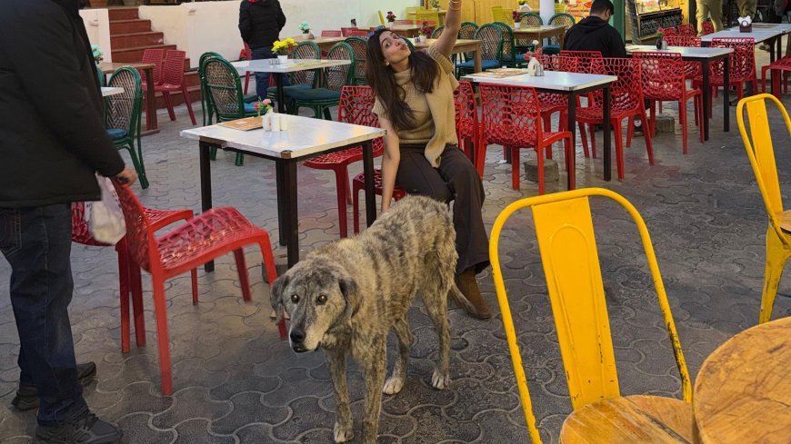 Kashika Kapoor Speaks Up for Stray Dogs: "They Only Need Love, Food, and Protection
